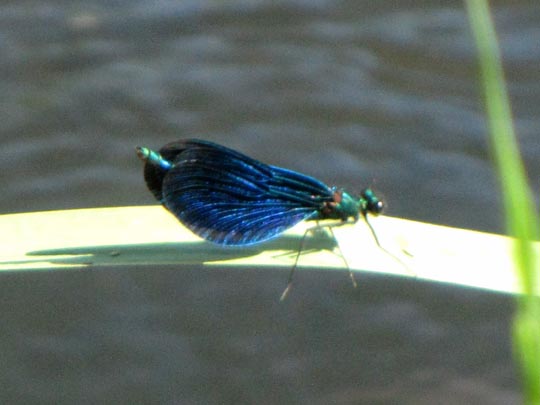 Blauflügel Prachtlibelle, Calopteryx virgo