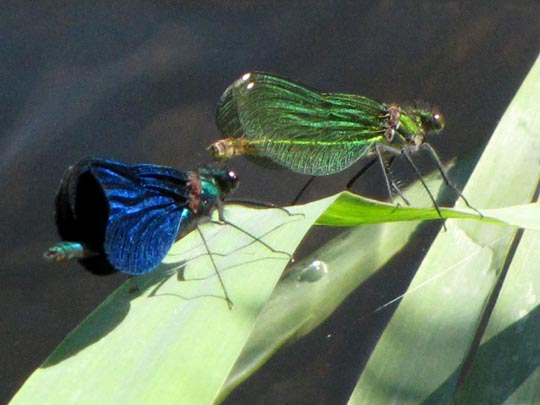 Blauflügel Prachtlibelle, Calopteryx virgo