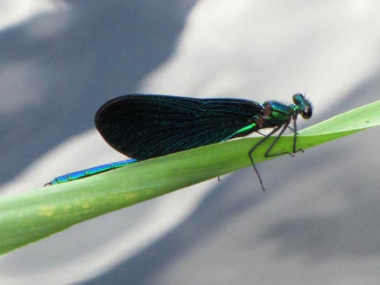 Blauflügel Prachtlibelle, Calopteryx virgo