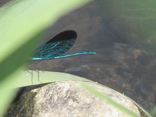 Blauflügel Prachtlibelle, Calopteryx virgo