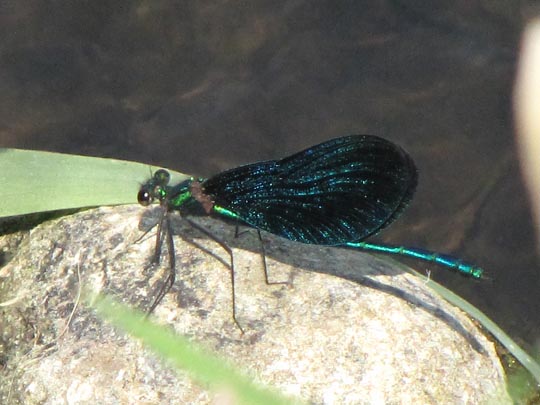 Blauflügel Prachtlibelle, Calopteryx virgo