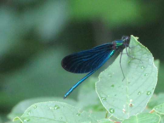 Blauflügel Prachtlibelle, Calopteryx virgo