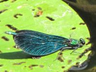 Blauflügel Prachtlibelle, Calopteryx virgo
