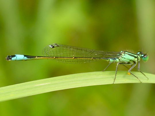 Große Pechlibelle, Ischnura elegans