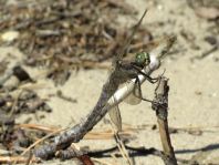 Großer Blaupfeil, Orthetrum cancellatum