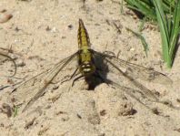 Großer Blaupfeil, Orthetrum cancellatum