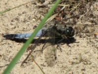 Großer Blaupfeil, Orthetrum cancellatum