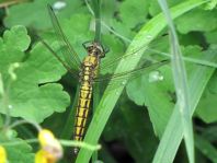 Großer Blaupfeil, Orthetrum cancellatum