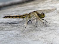 Großer Blaupfeil, Orthetrum cancellatum