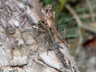 Großer Blaupfeil, Orthetrum cancellatum