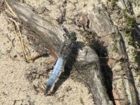 Großer Blaupfeil, Orthetrum cancellatum