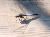 Großer Blaupfeil, Orthetrum cancellatum