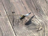 Großer Blaupfeil, Orthetrum cancellatum