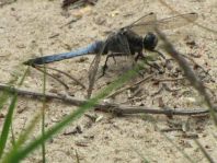 Großer Blaupfeil, Orthetrum cancellatum