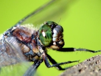 Großer Blaupfeil, Orthetrum cancellatum