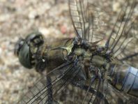 Großer Blaupfeil, Orthetrum cancellatum