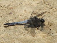 Großer Blaupfeil, Orthetrum cancellatum