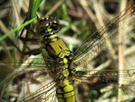 Großer Blaupfeil, Orthetrum cancellatum