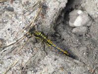 Großer Blaupfeil, Orthetrum cancellatum