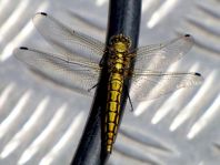 Großer Blaupfeil, Orthetrum cancellatum