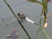 Großer Blaupfeil, Orthetrum cancellatum