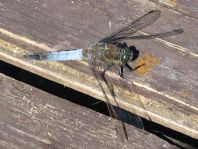 Großer Blaupfeil, Orthetrum cancellatum