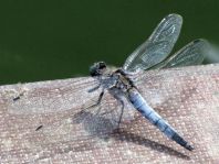 Großer Blaupfeil, Orthetrum cancellatum