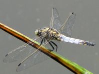 Großer Blaupfeil, Orthetrum cancellatum