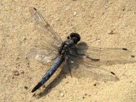 Großer Blaupfeil, Orthetrum cancellatum