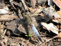 Großer Blaupfeil, Orthetrum cancellatum