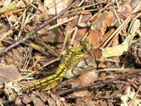 Großer Blaupfeil, Orthetrum cancellatum