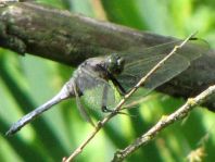 Großer Blaupfeil, Orthetrum cancellatum