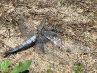 Großer Blaupfeil, Orthetrum cancellatum