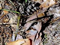 Großer Blaupfeil, Orthetrum cancellatum