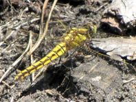 Großer Blaupfeil, Orthetrum cancellatum