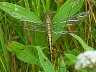 Großer Blaupfeil, Orthetrum cancellatum