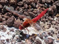 Crocothemis erythraea, Feuerlibelle