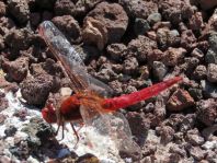 Crocothemis erythraea, Feuerlibelle