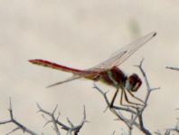 Sympetrum fonscolombii, Frühe Heidelibelle