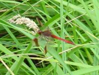 Gebänderte Heidelibelle, Sympetrum pedemontanum