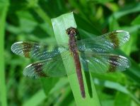 Gebänderte Heidelibelle, Sympetrum pedemontanum