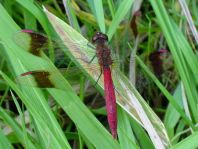 Gebänderte Heidelibelle, Sympetrum pedemontanum