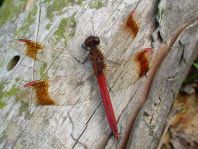 Gebänderte Heidelibelle, Sympetrum pedemontanum