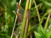 Gebänderte Heidelibelle, Sympetrum pedemontanum