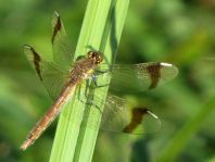 Gebänderte Heidelibelle, Sympetrum pedemontanum