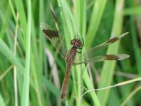 Gebänderte Heidelibelle, Sympetrum pedemontanum