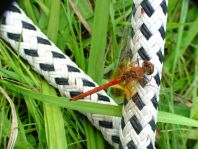 Gefleckte Heidelibelle, Sympetrum flaveolum