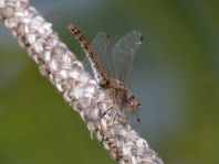 Sympetrum vulgatum, Gemeine Heidelibelle