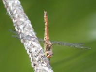 Sympetrum vulgatum, Gemeine Heidelibelle