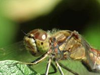 Sympetrum vulgatum, Gemeine Heidelibelle